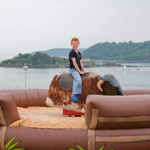 Rodeo Bull