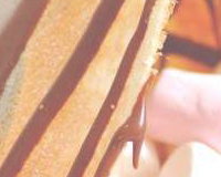 crepe copy