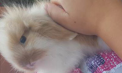 All About Anna's Animals