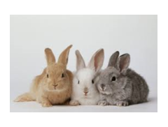 All About Anna's Animals logo