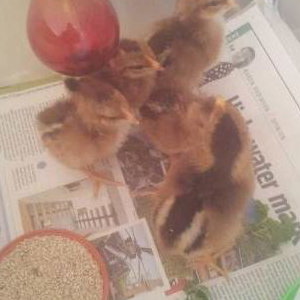 chicks 2