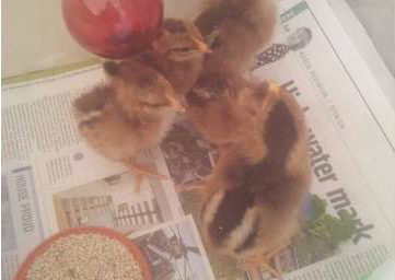 chicks 2