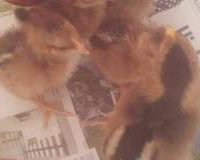 chicks 2