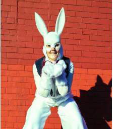 white rabbit photos (2)