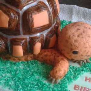 Tortoise