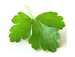 Coriander Group logo