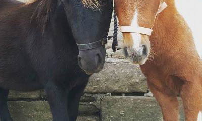Jessie`s Pony Parties