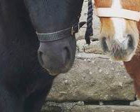Cupcake and Jaffacake