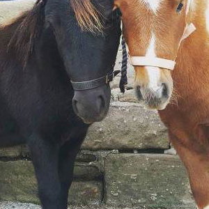Cupcake and Jaffacake