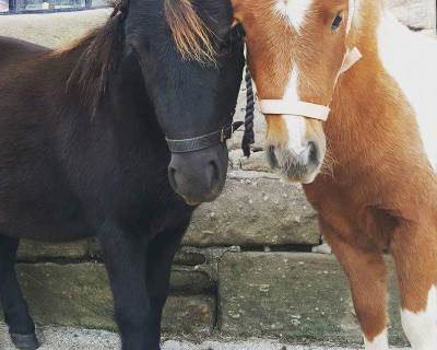 Cupcake and Jaffacake