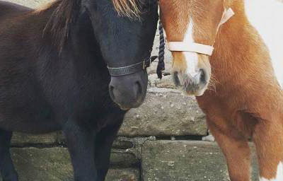 Cupcake and Jaffacake