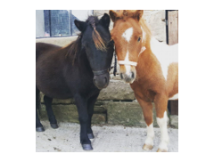 Jessie`s Pony Parties logo