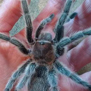 Tilly on hand