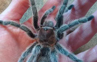 Tilly on hand