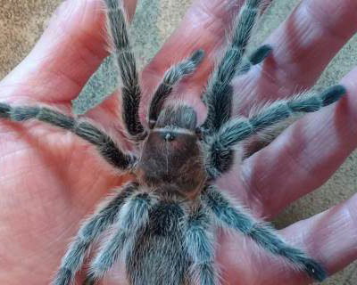 Tilly on hand