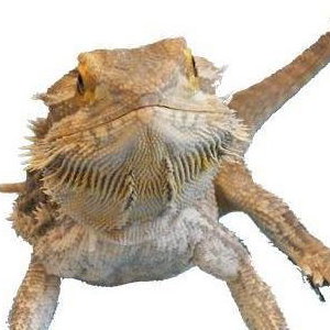 Horatio lizard
