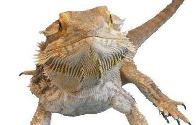 Horatio lizard