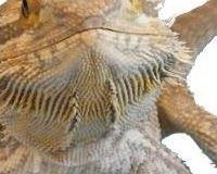 Horatio lizard