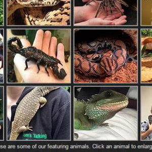 screenshot website