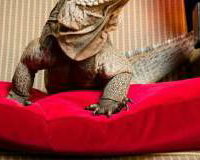Our_BAFTA_Iguana__2017_BAFTA_AWARDS