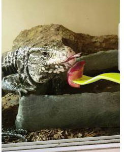 Dexter_Toms_Talking_Retiles_Tegu