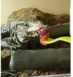 Dexter_Toms_Talking_Retiles_Tegu
