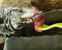 Dexter_Toms_Talking_Retiles_Tegu