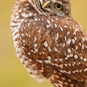 Burrowing Owls