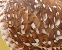 Burrowing Owls