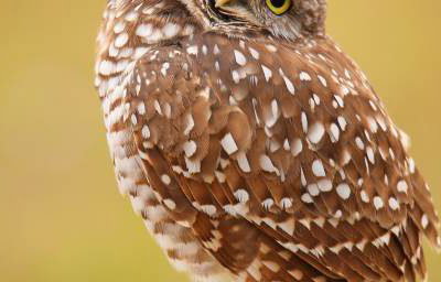 Burrowing Owls