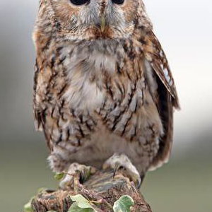Willow the Tawny Owl