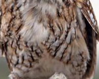 Willow the Tawny Owl