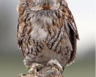 Willow the Tawny Owl
