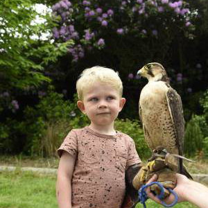 Handle Birds of Prey