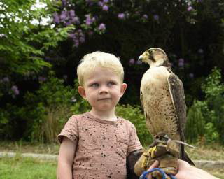 Handle Birds of Prey