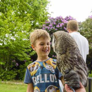 Handle Birds of Prey
