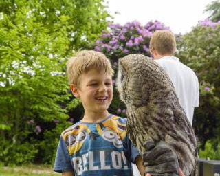 Handle Birds of Prey