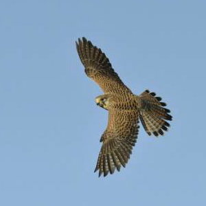 Aluna the Kestrel