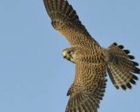 Aluna the Kestrel