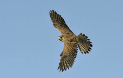 Aluna the Kestrel