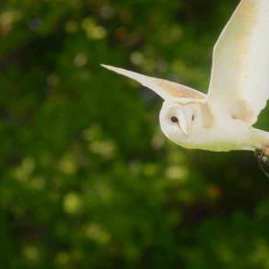 Star the Barn Owl