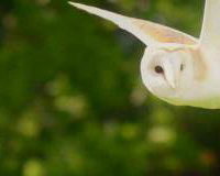 Star the Barn Owl