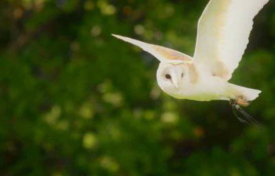 Star the Barn Owl