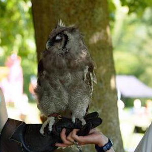 Handle Birds of Prey