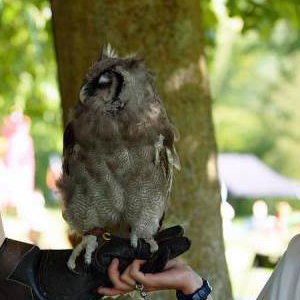 Handle Birds of Prey