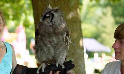 UK Owl and Raptor Centre