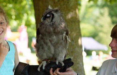 Handle Birds of Prey
