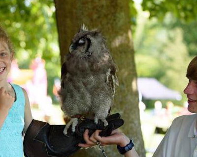 Handle Birds of Prey