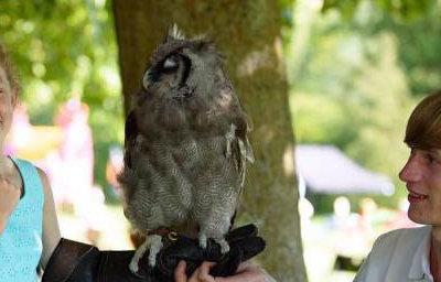 Handle Birds of Prey