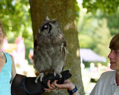 Handle Birds of Prey